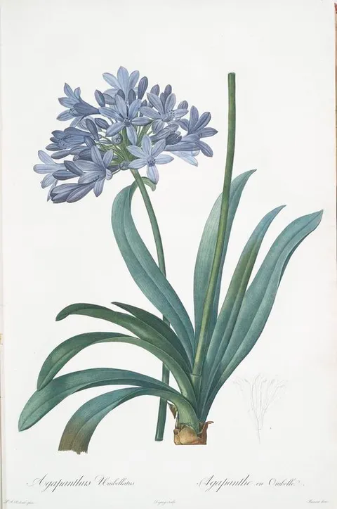 Agapanthus umbellatus, Redouté, Les liliacées