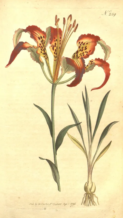 Lilium catesbaei (Catesby's lily), Curtis's Botanical Magazine plate 261