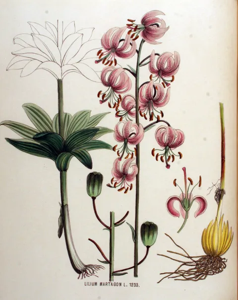 Lilium martagon, Flora Batava XVI. Deel (1881)