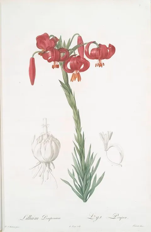 Lilium pomponium, Redouté, Les liliacées