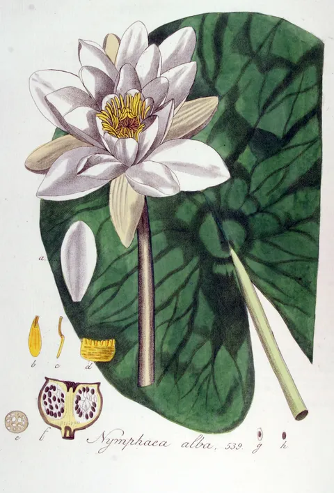 Nymphaea alba, Flora Batava vol. 7 (1830)