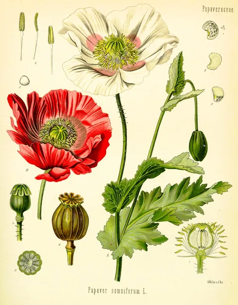 Papaver (poppy), Köhlers Medizinal-Pflanzen