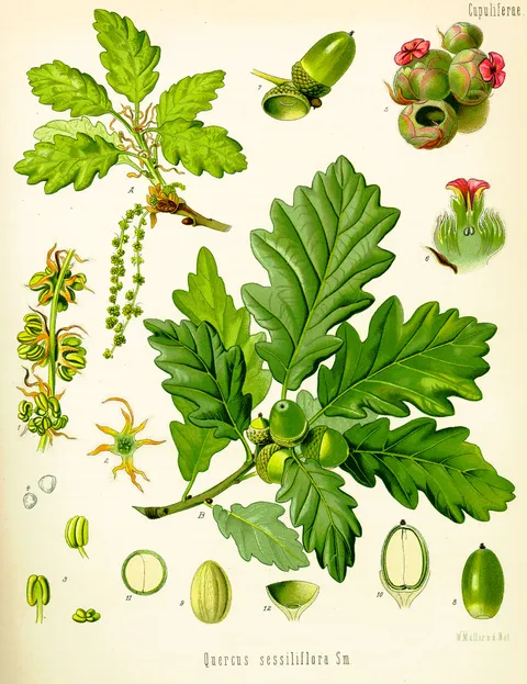 Quercus (oak), Köhlers Medizinal-Pflanzen