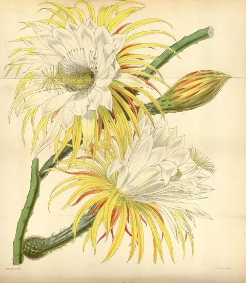 Selenicereus macdonaldiae (as Cereus macdonaldiae), Free-images.com